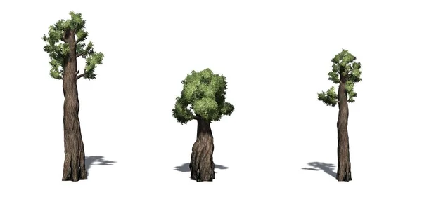 Uppsättning Gigantiska Furu Träd Med Skugga Golvet Isolerad Vit Bakgrund — Stockfoto