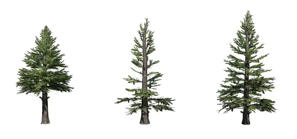 Set Norway Spruce Trees Isolated White Background — Stock Photo, Image