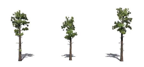 Uppsättning Exempel Barrträd Med Skugga Golvet Isolerad Vit Bakgrund — Stockfoto