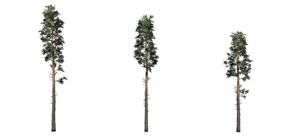 Skoç Çam Ağaçları Seti Beyaz Bir Arka Plan Üzerinde Izole — Stok fotoğraf