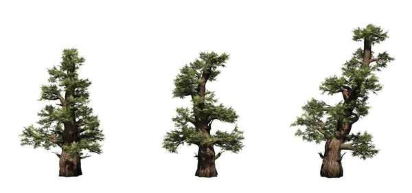 Uppsättning Västra Juniper Trees Isolerat Vit Bakgrund — Stockfoto