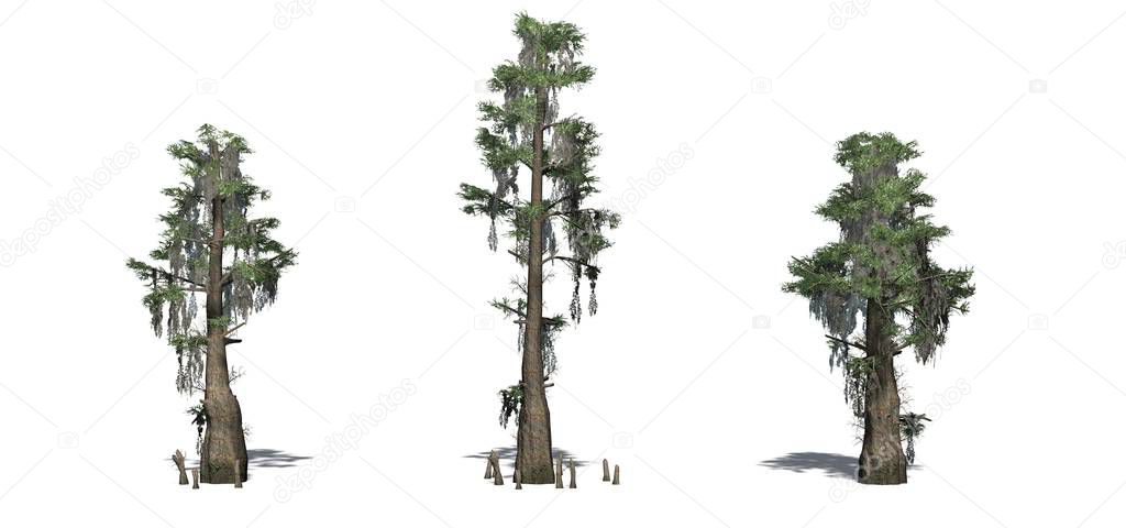 Set of Bald Cypress trees with shadow on the floor - isolated on a white background