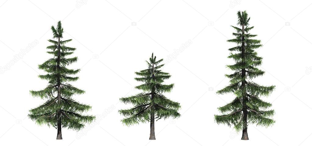 Set of Alaska Cedar trees - isolated on a white background