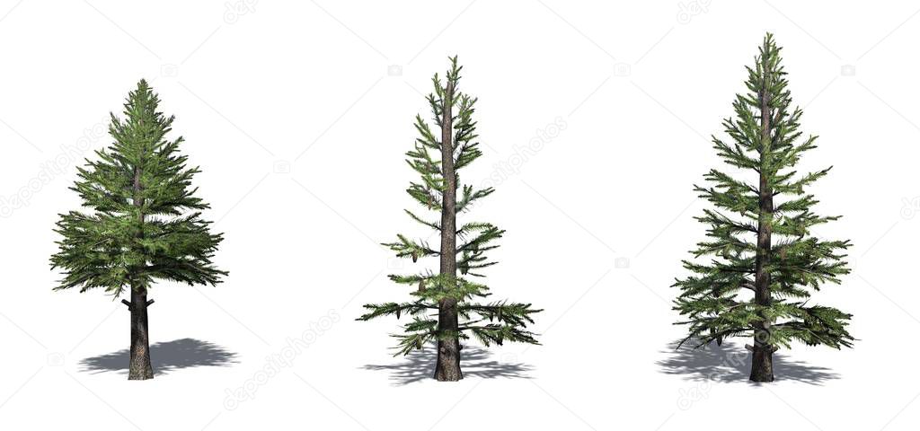 Set of Norway Spruce trees with shadow on the floor - isolated on a white background
