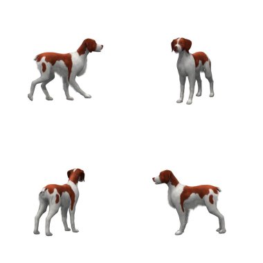 Brittany köpek seti - beyaz arka plan üzerinde izole