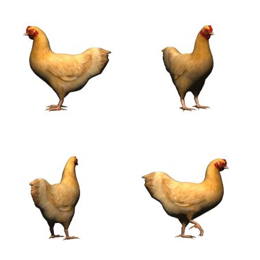 Kahverengi tavuk seti - beyaz arka plan üzerinde izole