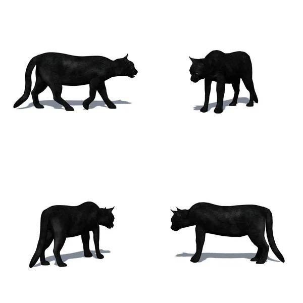 Set Black Cat Shadow Floor Isolated White Background — Stock Photo, Image