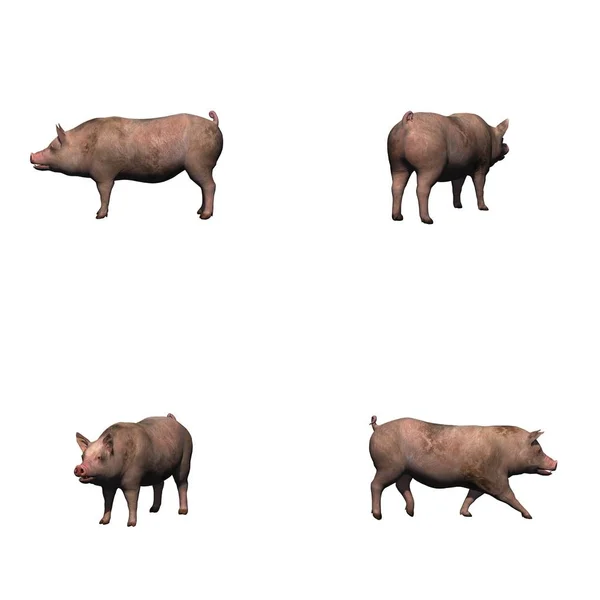 Satz Schweine Isoliert Auf Weißem Hintergrund — Stockfoto