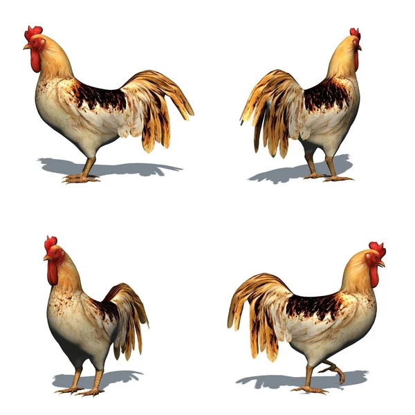 Set of rooster with shadow on the floor - isolated on white background