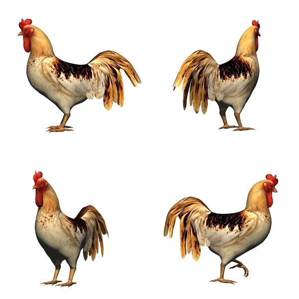 Set Rooster Isolated White Background — Stock Photo, Image