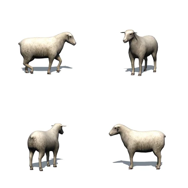 Set Sheep Shadow Floor Isolated White Background — Stock Photo, Image