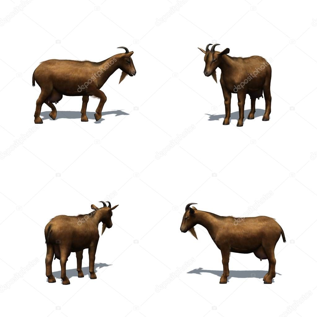 Set of goat with shadow on the floor - isolated on white background