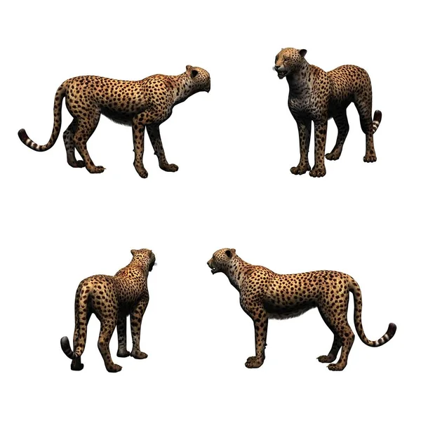 Çita Seti Beyaz Arka Plan Üzerinde Izole — Stok fotoğraf