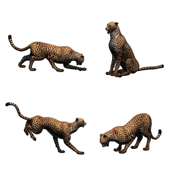 Sada Gepard Různém Pohybu Izolovaná Bílém Pozadí — Stock fotografie