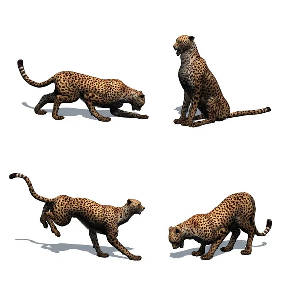 Uppsättning Cheetah Olikt Förehavanden Med Skugga Däcka Isolerat Vit Bakgrund — Stockfoto