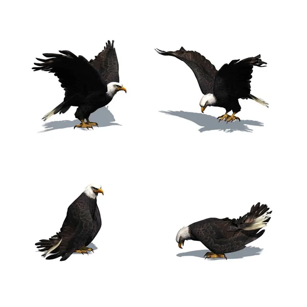 一组鹰在不同的运动与阴影在地板上 隔离在白色背景 — 图库照片