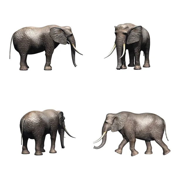 Sada Slonů Izolovaná Bílém Pozadí — Stock fotografie