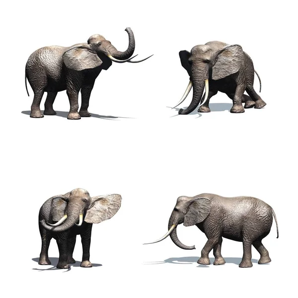 Набор Слонов Различных Движениях Тенью Полу Изолирован Белом Фоне — стоковое фото