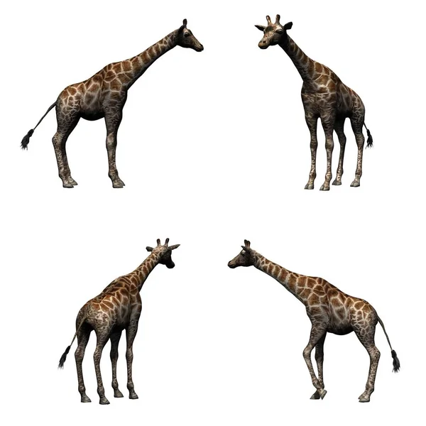 Sada Žirafů Izolovaná Bílém Pozadí — Stock fotografie
