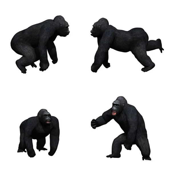 Uppsättning Gorilla Olika Rörelser Isolerad Vit Bakgrund — Stockfoto