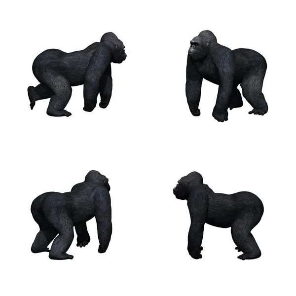 Conjunto Gorila Isolado Fundo Branco — Fotografia de Stock