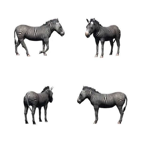 Conjunto Zebra Isolado Sobre Fundo Branco — Fotografia de Stock