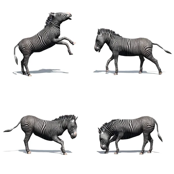 Állítsa Zebra Különböző Mozgások Árnyékában Padlón Elszigetelt Fehér Háttér — Stock Fotó