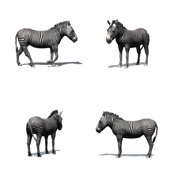 Conjunto Zebra Com Sombra Chão Isolado Sobre Fundo Branco — Fotografia de Stock