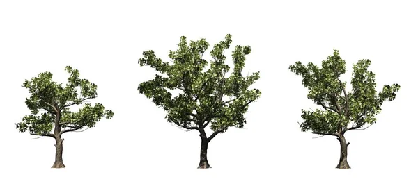 Zestaw Amerykańskich Drzew Sycamore Lecie Izolowane Białym Tle — Zdjęcie stockowe