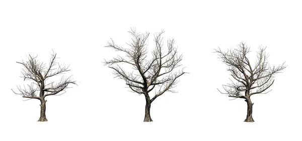 Kışın Amerikan Çınar Ağaçları Nın Seti Beyaz Arka Plan Üzerinde — Stok fotoğraf