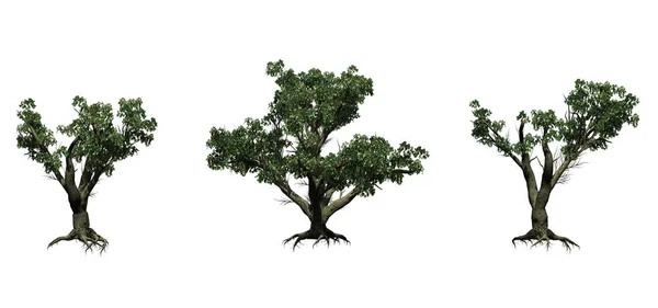 Uppsättning Stora Löv Lönn Träd Sommaren Isolerade Vit Bakgrund — Stockfoto