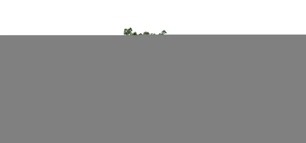床に影を持つ夏のビッグリーフメープルの木のセット 白い背景に隔離 — ストック写真