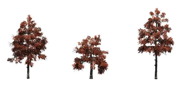秋天的黑胶树集 在白色背景上隔离 — 图库照片
