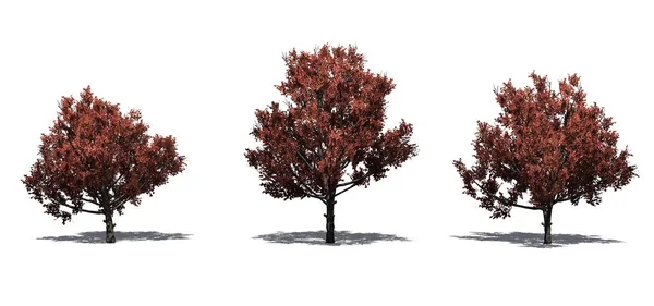 Set Bradford Pear Trees Autumn Shadow Floor Isolated White Background — Stock Photo, Image