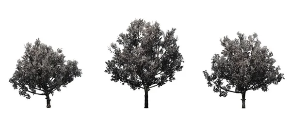 春天的布拉德福德梨树集 在白色背景上隔离 — 图库照片