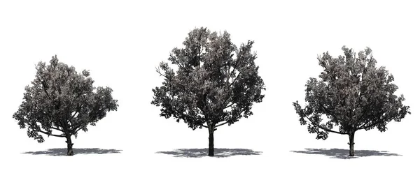 一套布拉德福德梨树在春天与阴影在地板上 隔离在白色背景 — 图库照片