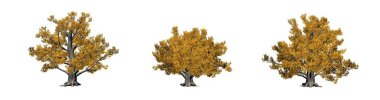 Sonbaharda Avrupa Kayın ağaçları seti - beyaz arka plan üzerinde izole