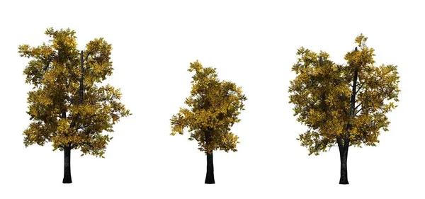 秋天的欧洲林登树集 在白色背景上隔离 — 图库照片
