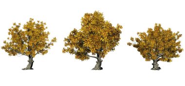 Sonbaharda Amerikan kayın ağaçları seti - beyaz arka plan üzerinde izole