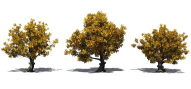 Yerde gölge ile sonbaharda Amerikan kayın ağaçları seti - beyaz arka plan üzerinde izole