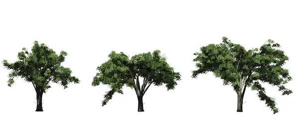 夏天的一组美国埃尔姆树 与白色背景隔离 — 图库照片
