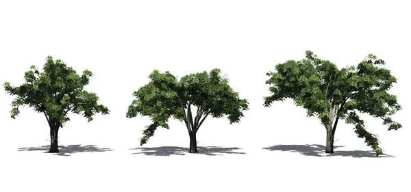 Zestaw Amerykańskich Drzew Wiązów Lecie Cienia Podłodze Izolowane Białym Tle — Zdjęcie stockowe