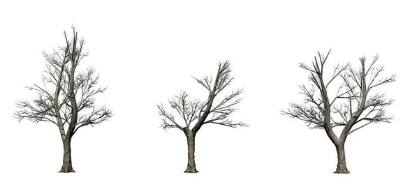 Σύνολο Πράσινων Δέντρων Τέφρας Χειμώνα Απομονωμένο Λευκό Φόντο — Φωτογραφία Αρχείου