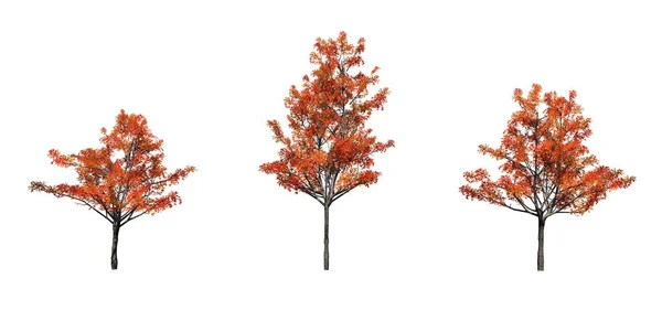 Set Japanese Maple Trees Autumn Isolated White Background — Stock Photo, Image