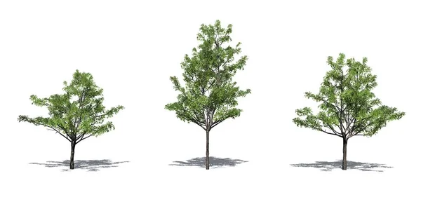 Zestaw Japońskich Drzew Klonowych Lecie Cienia Podłodze Izolowane Białym Tle — Zdjęcie stockowe