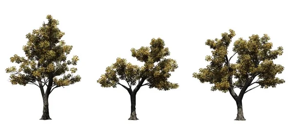 秋天的绿色灰树集 在白色背景上隔离 免版税图库图片