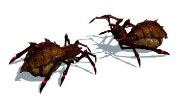 iki fantezi örümcekler birbirlerine karşı mücadele - beyaz arka plan üzerinde izole