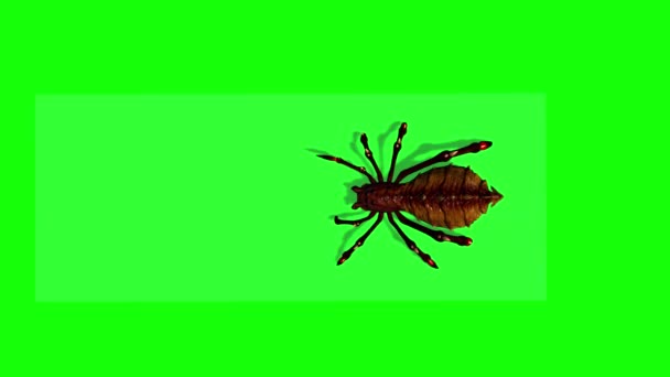 Fantasy Spider Appears Runs Shadow Floor Green Screen — Stock Video
