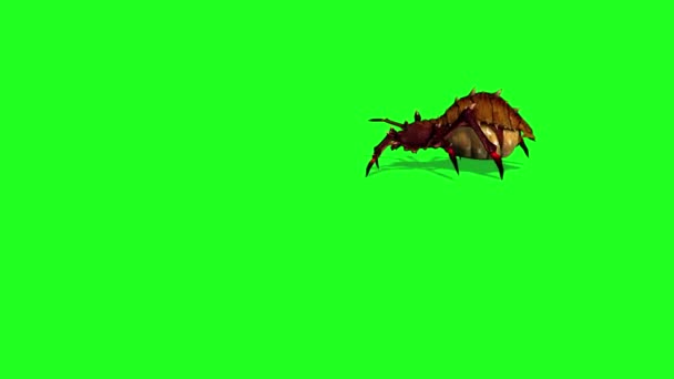 Fantasy Spider Appears Walks Stops Shadow Floor Green Screen — Stock Video