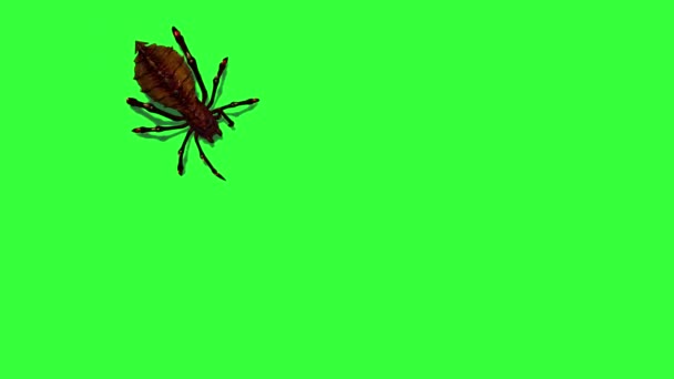 Araña Fantasía Viene Para Mira Alrededor Escapa Pantalla Verde — Vídeo de stock